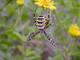 Argiope frelon
